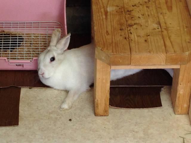 すずめがチュンチュン