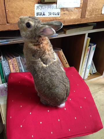 招きうさぎ