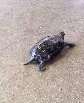 かめ吉久しぶり！