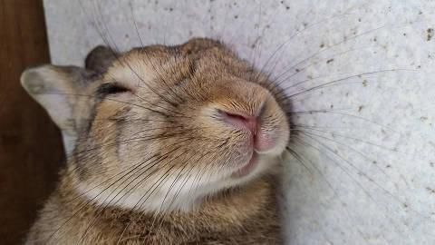 すやすや