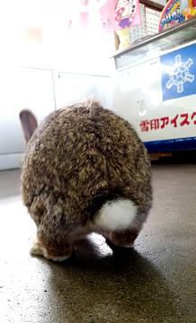 おしり