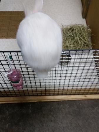 大掃除