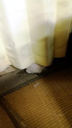 もっちぃのかくれんぼ２