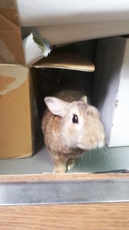 てん　かくれる　の巻き