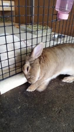 てんの顔
