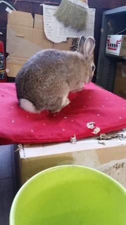 きまぐれ更新