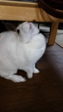 今日は