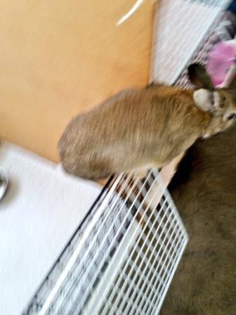 ぴょん♪
