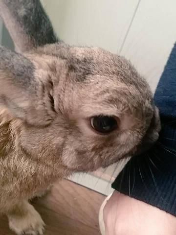 くんくん