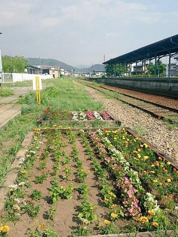 花いっぱい運動