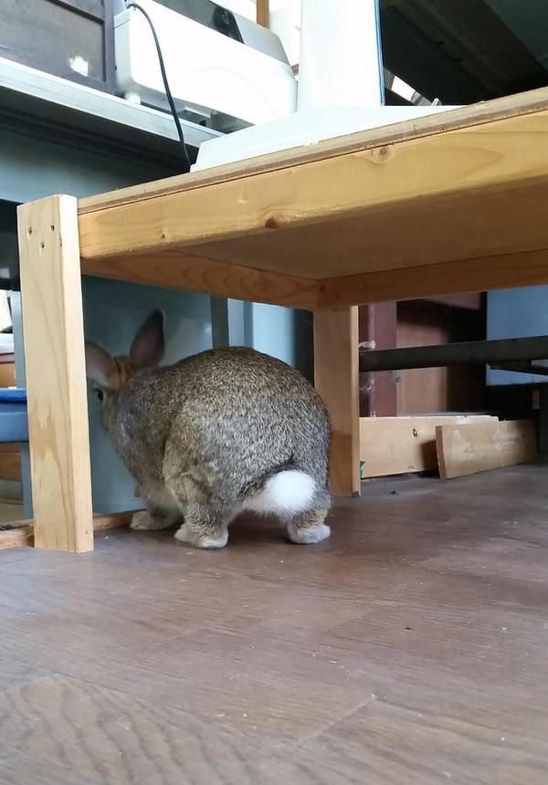 おしり