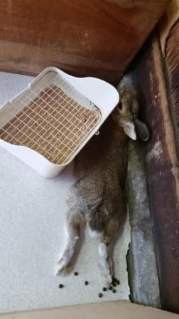 すみっこ