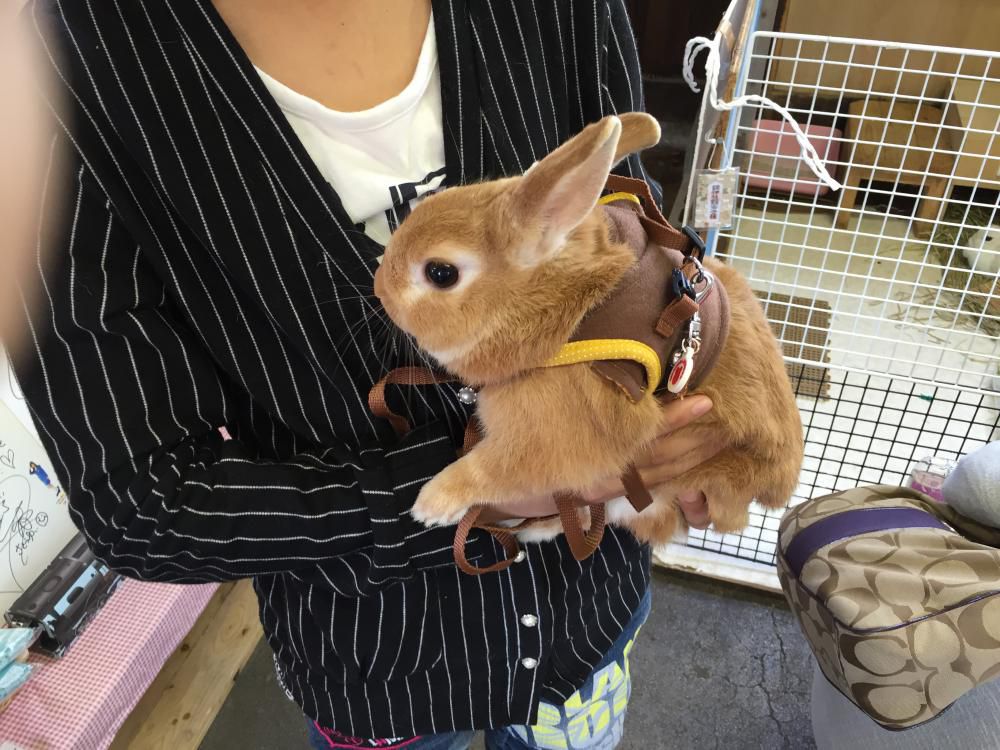 新しい友達。
