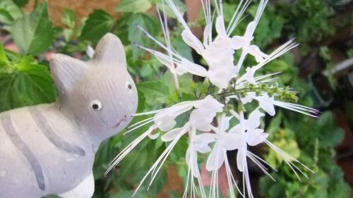 おはな。と。もっと。ねこのひげ。