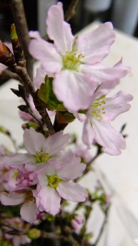 おはな。と。もっと。啓翁桜。