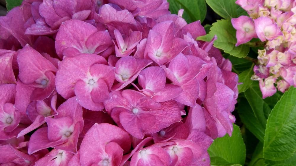 おはな。と。もっと。紫陽花。
