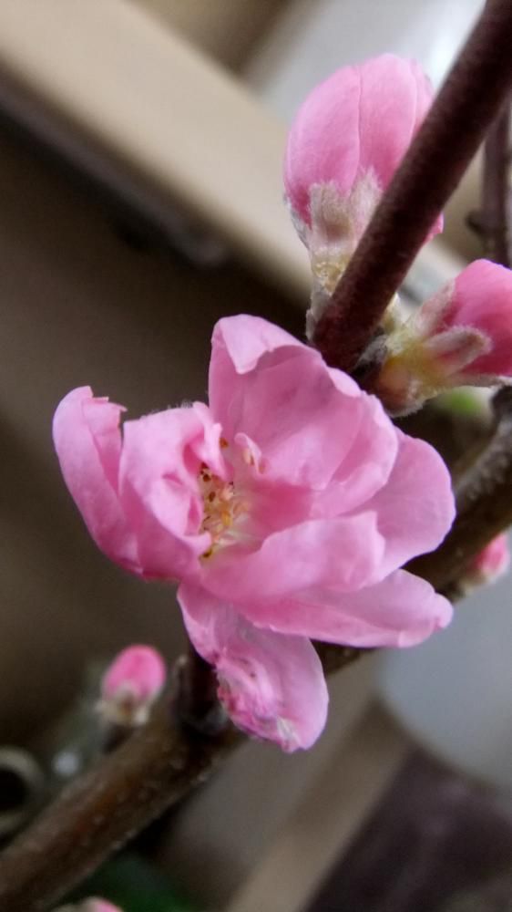 おはな。と。もっと。桃の花。