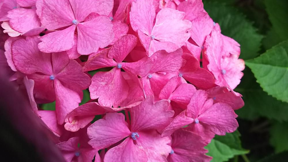 おはな。と。もっと。紫陽花。
