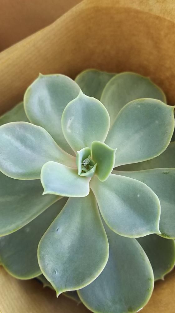おはな。と。もっと。多肉植物。