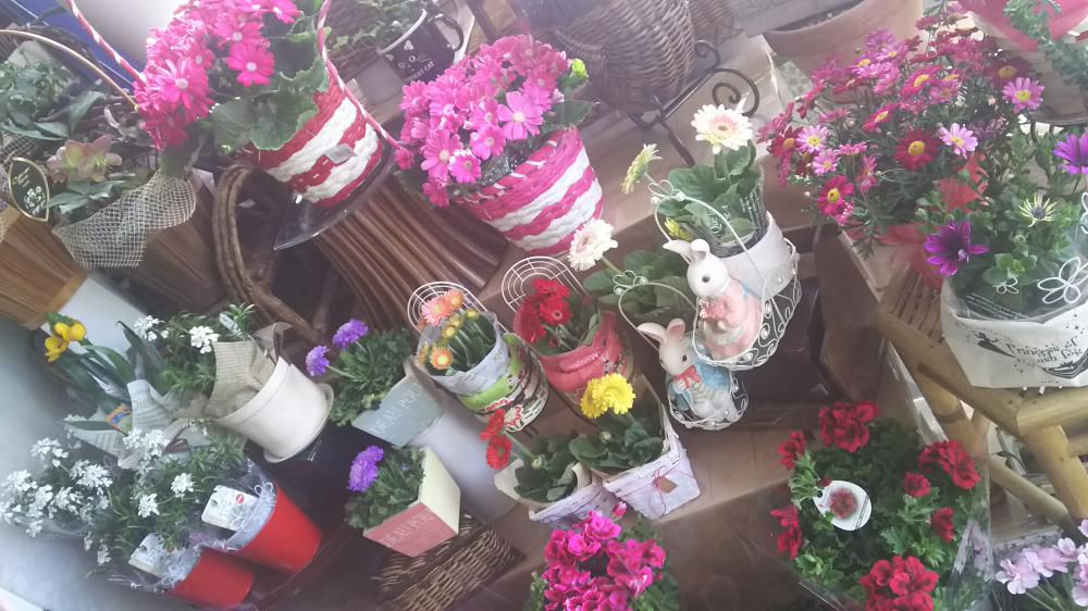 おはな。と。もっと。お花の鉢植え♪
