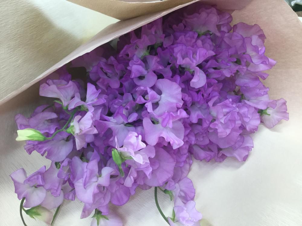 おはな。と。もっと。スイトピーの花束♪♪♪