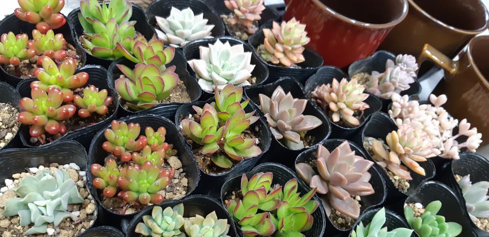 多肉植物ワークショップ★