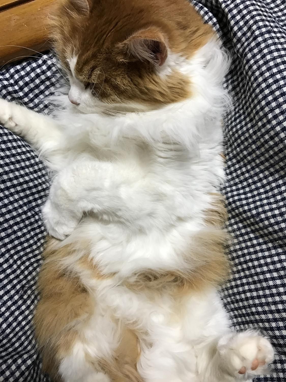 うちの猫