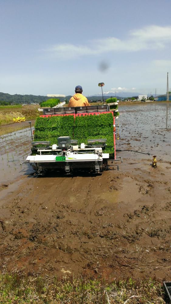 田植え