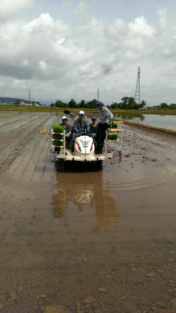 田植え2