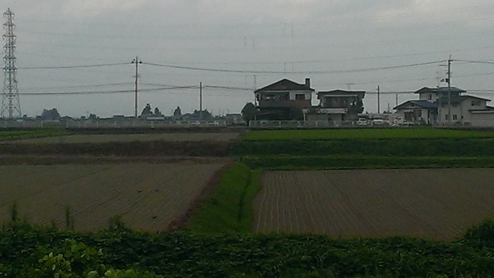ソバ発芽(^^)
