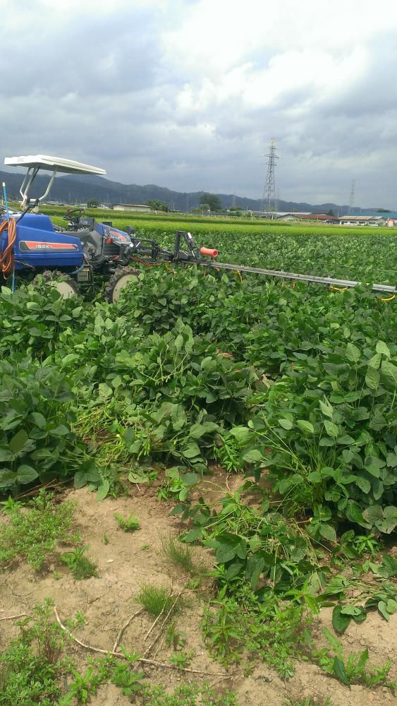 大豆紫斑病、害虫防除開始！