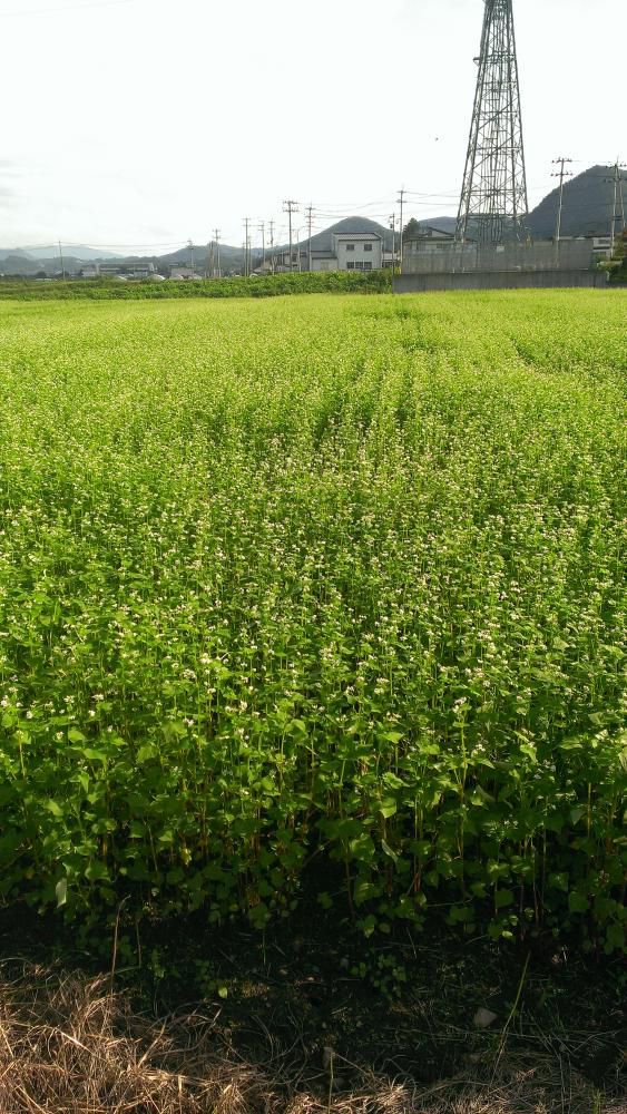 ソバの花満開！