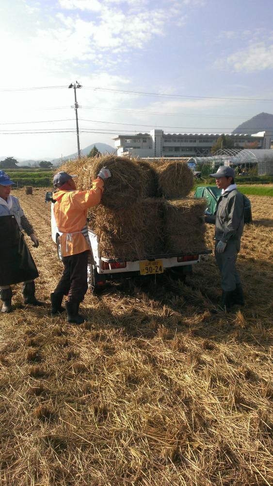 藁運搬！