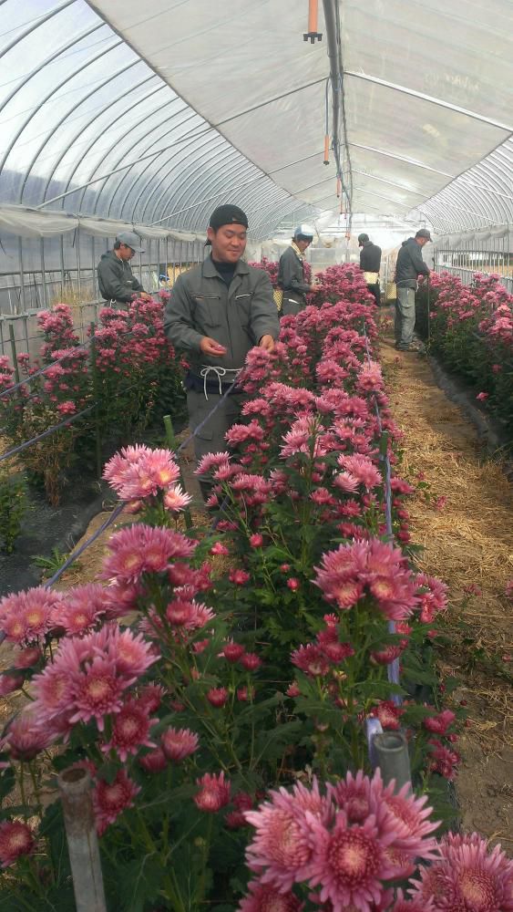 菊(弁天)収穫(^^)