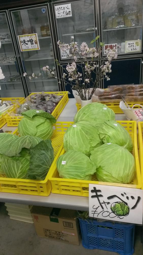 雪の下キャベツ販売中！