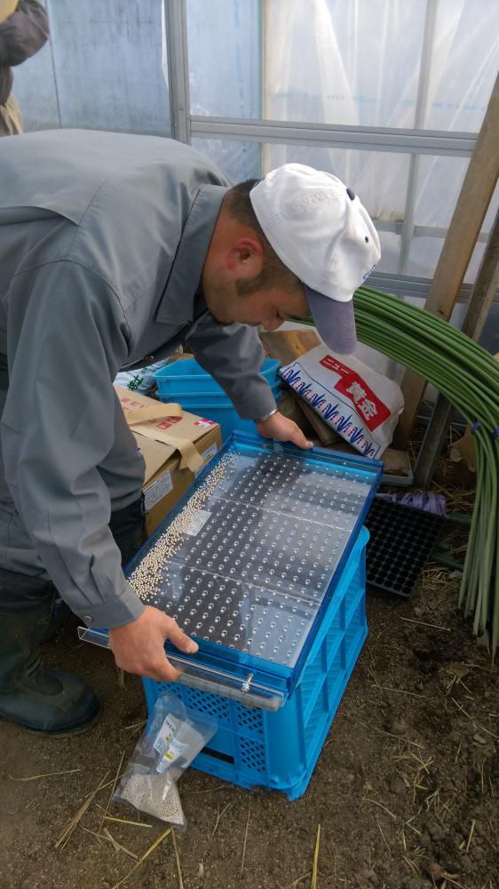 春植え玉ねぎに挑戦中！