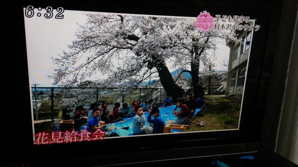 母校の桜がニュースに出ました！