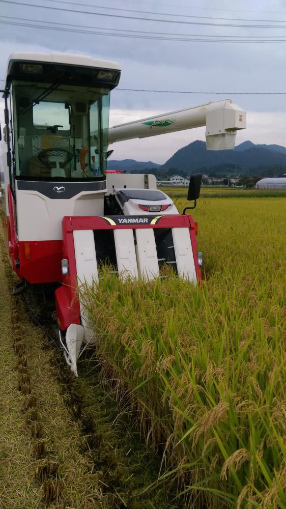 待ちに待った稲刈り開始！