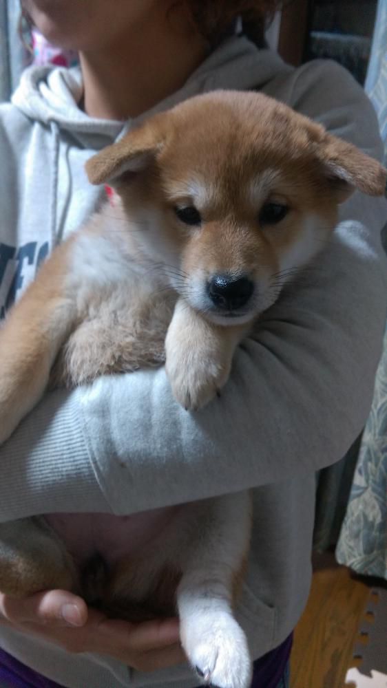 柴犬