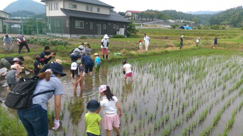 田んぼの生き物調査！