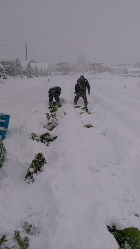 雪下キャベツ収穫！