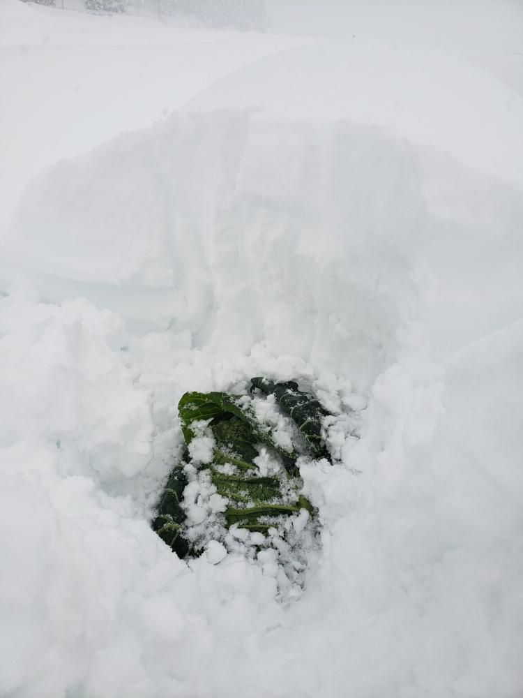 雪下キャベツ