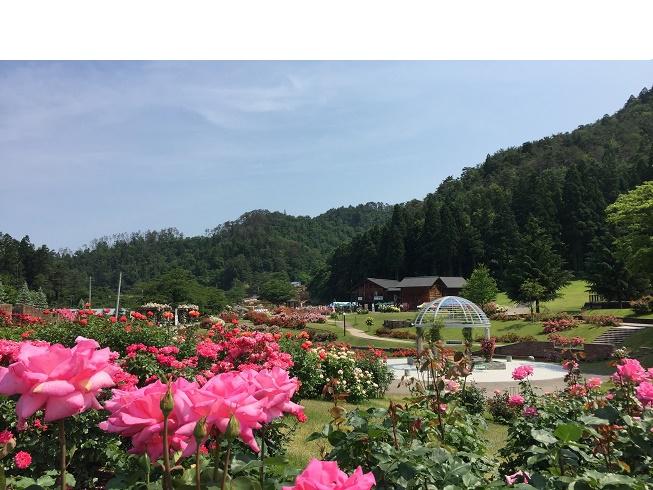 6月20日 東沢バラ公園開花状況：やまがたへの旅/山形県観光情報 ...