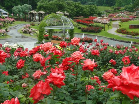 東沢バラ公園開花状況