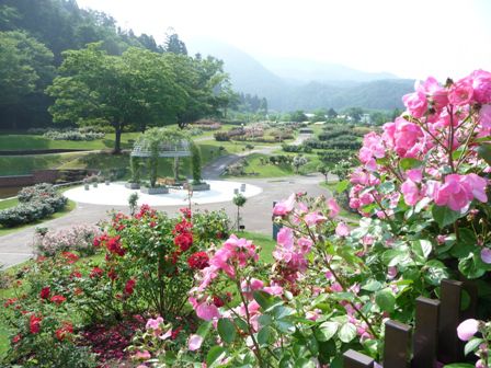 東沢バラ公園開花状況