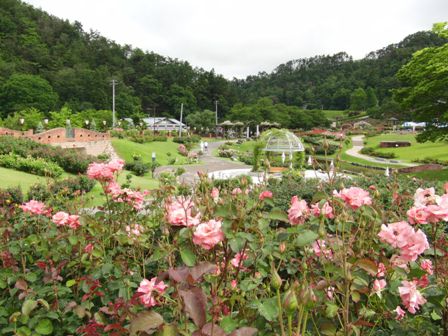 東沢バラ公園開花状況