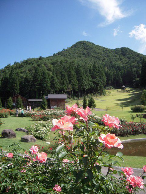秋のバラまつり2011