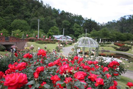 東沢バラ公園バラまつり2012