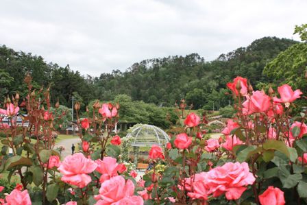 東沢バラ公園6月13日