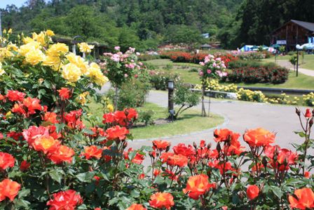 東沢バラ公園　6月14日